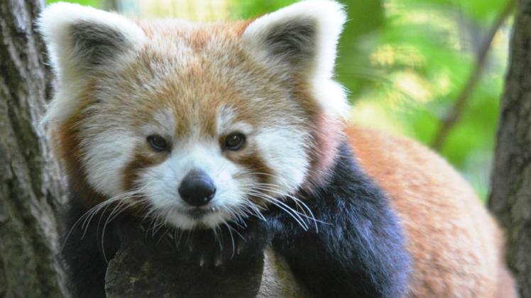 Nahaufnahme: Die fünf Jahre alte Rote-Panda-Dame Polly wurde im schwedischen Zoo Kolmardens Djurpark geboren und kam 2015 in den Tierpark der Landeshauptstadt. 
