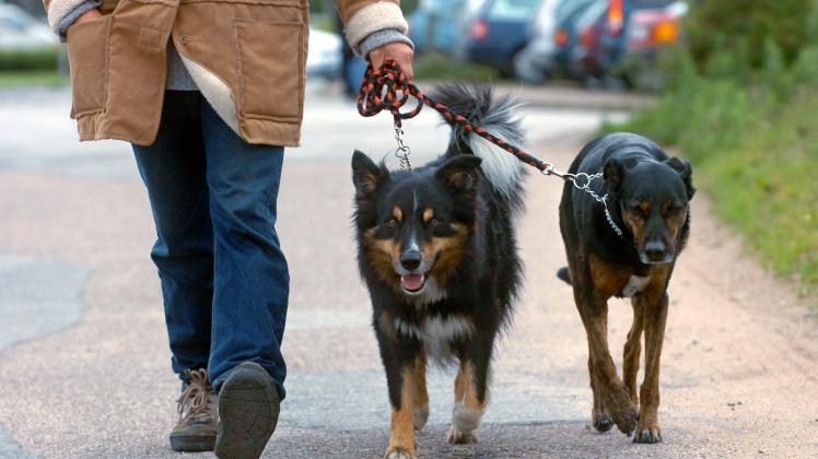 Ab dem zweiten Hund müssen Halter tiefer in die Tasche greifen.