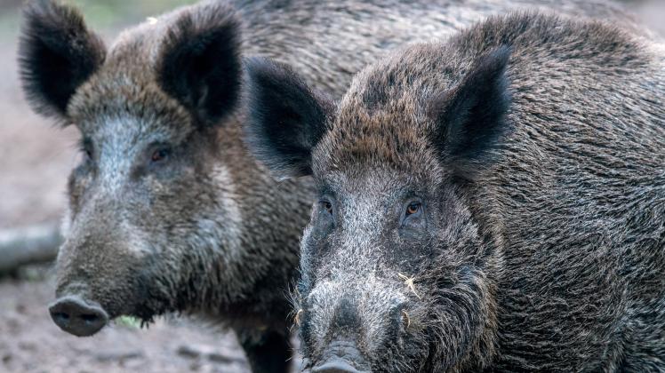 Wildschweine