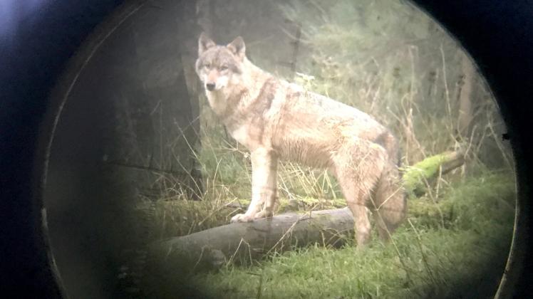 Wolf