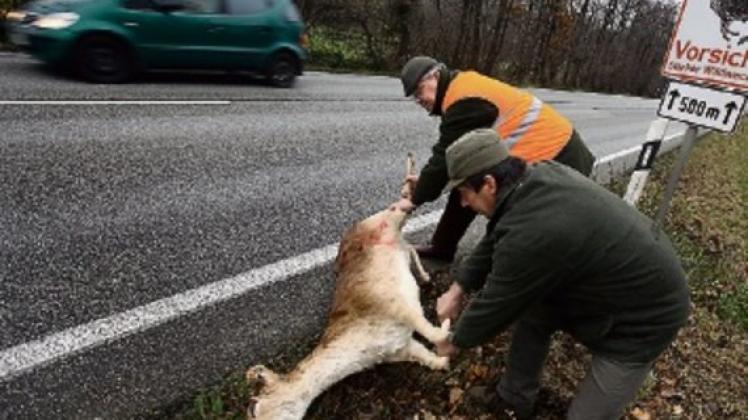 Mindestens 16000 Rehe, Hirsche und Wildschweine sterben jährlich auf den Straßen im Norden. Jäger Klaus Böttger (hinten) und Klaus Stolten  bergen bei Leezen (Kreis Segeberg)  ein präpariertes Damwild. 