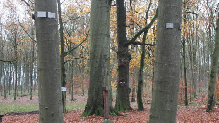 Die Plaketten an den Bäumen erinnern an die Toten und sind individuell gestaltbar. In der Mitte ist die Energiebuche zu sehen, die mehr als 200 Jahre alt ist.