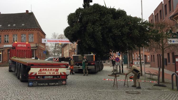 Etwa 15 Jahre alt ist die Fichte, die in Gadebusch als Weihnachtsbaum aufgestellt wurde. 