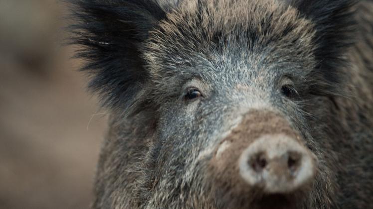 Wildschweine übertragen eine Seuche - bekannt auch als Schweinepest.