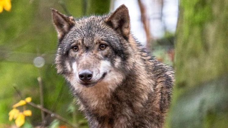 Ein neuer Wolf erkundet das Gehege im Zoo. 