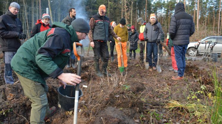 Bäume pflanzen für den Klimaschutz: Im Wald Suckower Tannen wurden gestern 200 Bäume in den Boden gebracht. 