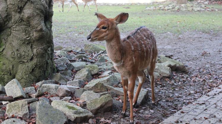 Bei den Nyalas, der neuen Tierart im Rostocker Zoo, hat das Männchen nun weibliche Verstärkung erhalten. 