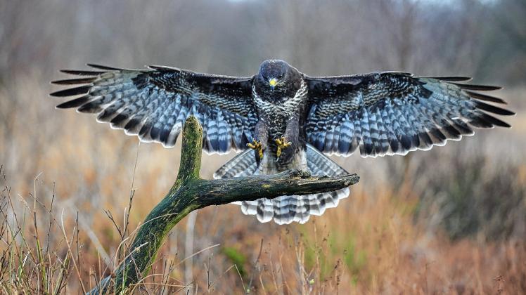 Mäusebussard im Anflug