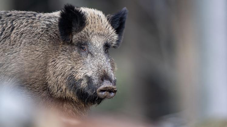 Kann ein Zaun Mecklenburg-Vorpommern vor der Schweinepest schützen?
