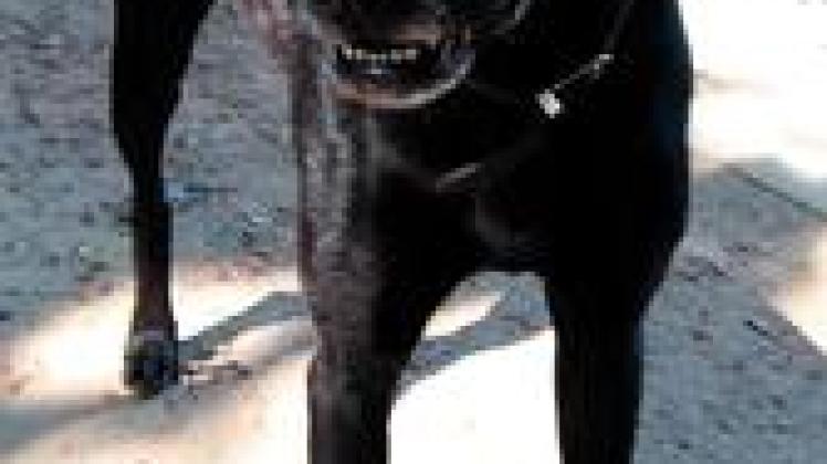 Hunde brauchen Hilfe SHZ