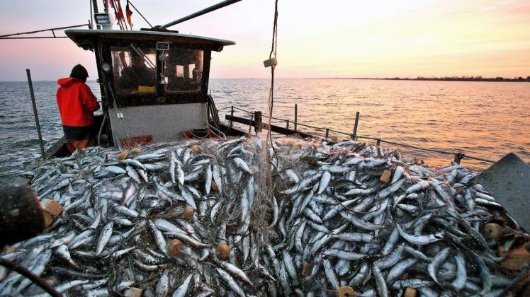 Die Ostseefischer verändern ihre Strategie. Deshalb wird die Heringssaison bis Mai gestreckt.