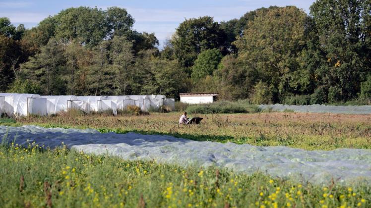 Eine Mitarbeiterin erntet auf einem Feld eines Ökobauern in Teltow Rote Beete. Brandenburg will den Landwirten mehr finanzielle Anreize für die Umstellung auf Ökolandbau bieten.