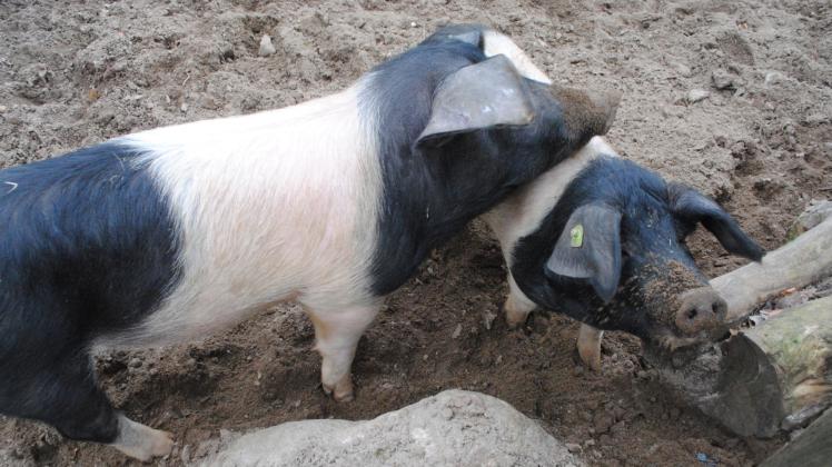 Freuen sich auch im neuen Jahr auf viele Besucher auf dem Zoo-Bauernhof: die Sattelschweine Helga und Ottwin.
