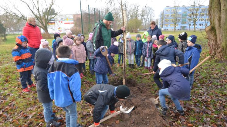 Unterstützt werden die Schüler jedes Jahr vom Garten- und Landschaftsbaubetrieb Siedenschnur aus Wedendorf. Er stellte auch den neuen Baum kostenlos zur Verfügung, Firmenchef Dirk Siedenschnur (auf dem Foto M.) half beim Pflanzen.  