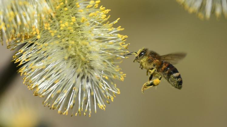 Eine Biene fliegt bei frühlingshaftem Wetter den Blütenstand einer Weide an, um Pollen zu sammeln. 