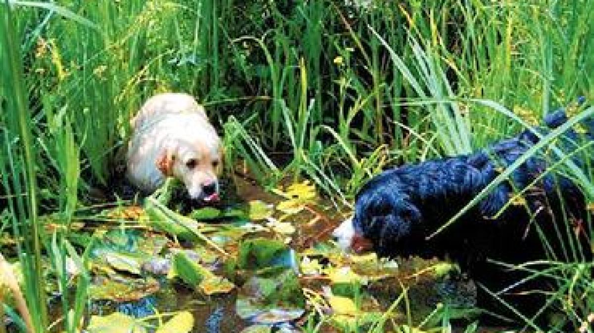 Zwei Hunde hatten Spaß im Teich