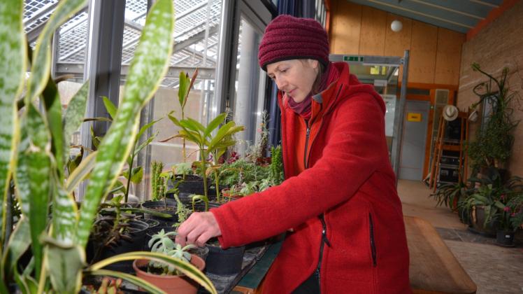 Viele ihrer Pflanzen würden im Winter draußen erfrieren, erklärt Bärbel Eisenblätter, sie ist seit knapp einem Jahr Leiterin des Wangeliner Gartens. 