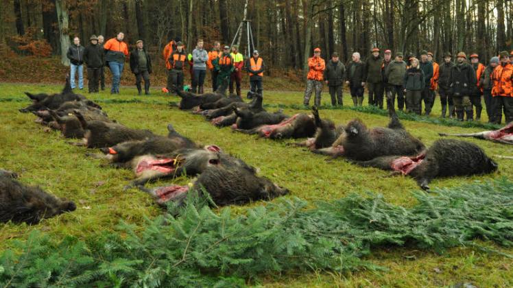 Sau tot: Das Forstamt Güstrow hat bei seinen Drückjagden in der zu Ende gehenden Jagdsaison eine Rekordstrecke beim Schwarzwild erzielt. 