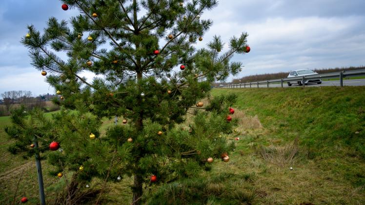 Auch wenn Weihnachten längst vorbei ist: Die geschmückte Kiefer am Straßenrand erfreut viele Autofahrer. 