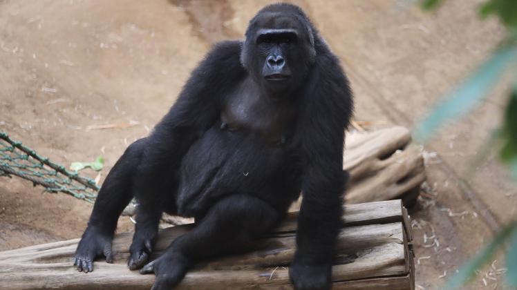 Das trächtige Gorillaweibchen Yene sitzt im Zoogehege im Darwineum. Auch Zola, ein anderes Weibchen aus der Gorillagruppe, erwartet Nachwuchs.