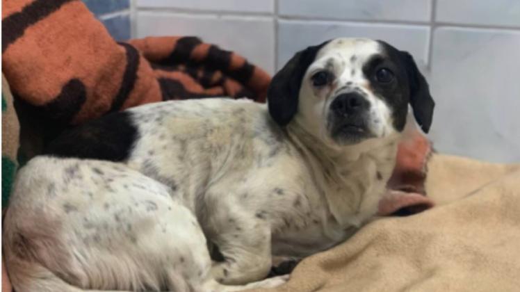 Nach seiner Rettung wurde der Hund ins Tierheim gebracht. 