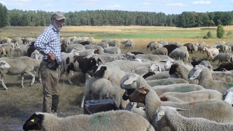 Als Wanderschäfer mit Schafen und Ziegen unterwegs ist Klaus Seebürger im Auftrag der DBU Naturerbe bereits seit 2018 im Bereich Jülchendorfer Meierei. Die Tiere sollen auf den Offenflächen den Ginster abfressen.