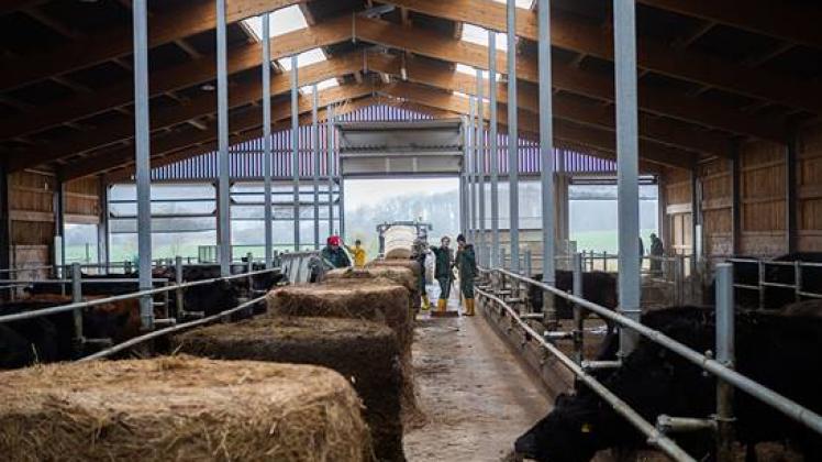Für die Angus-Rinder vom Arche-Hof Kneese steht ein neuer Stall in Stintenburger Hütte zur Verfügung. 