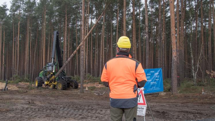 Mit einem Holzvollernter werden Bäume gefällt. Der US-Elektroautobauer Tesla lässt für sein neues Werk in Grünheide den Wald roden. 
