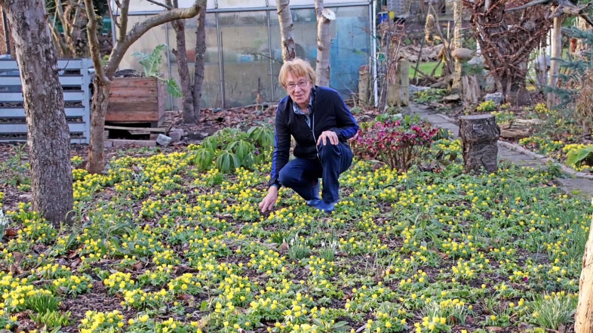 Blumenmeer im Sternberger Garten SVZ