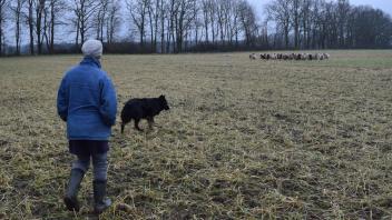 Anna Winter auf dem Weg zu ihren Schafen