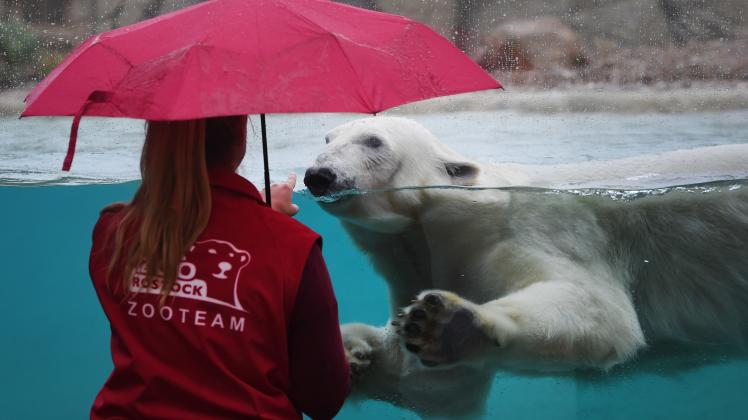 Der Eisbärin Noria schwimmt am 21.09.2018 in einem Becken des neuen Polarium des Rostocker Zoos.
