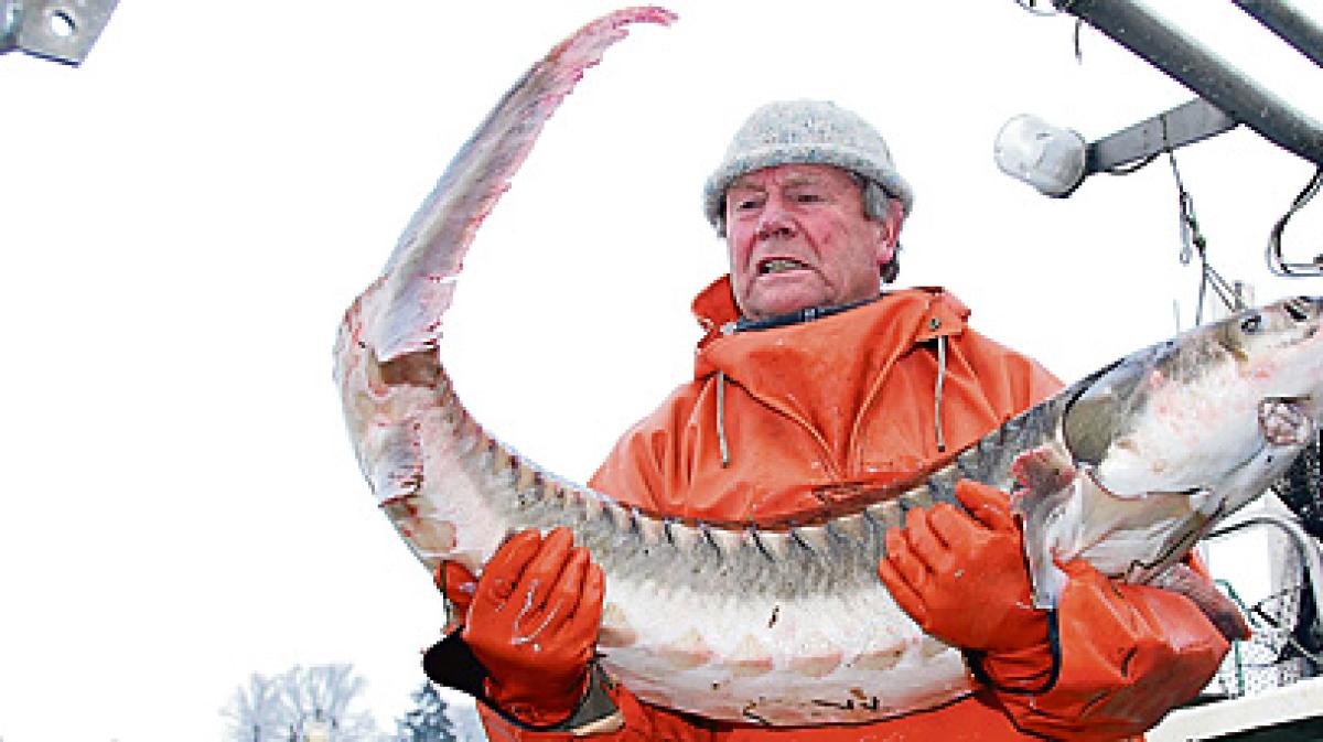 Kampf mit Riesen-Stör