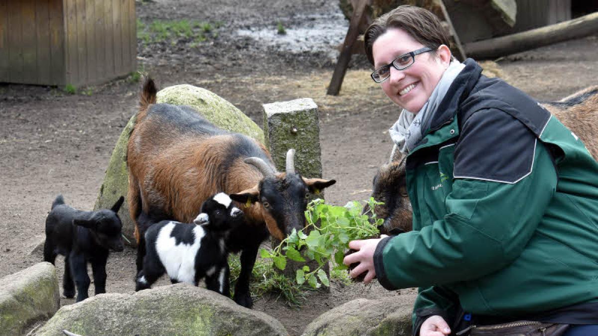 Erster Nachwuchs im Tierpark Neumünster SHZ
