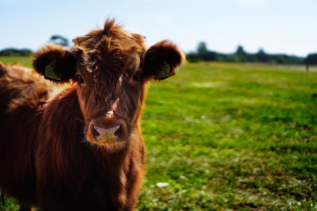 brown-cattle-on-green-lawn-grass-during-daytime-162240.jpg brown-cattle-on-green-lawn-grass-during-daytime-162240.jpg