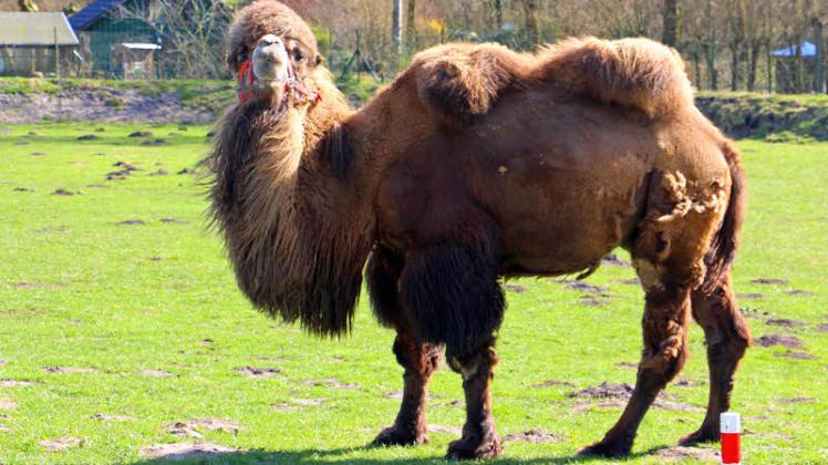 Da guckt das Kamel nicht schlecht: Der Tierpark Gettorf erfährt eine breite Unterstützung.  Peters 