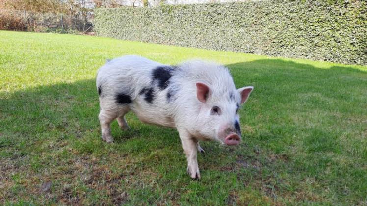 Ganz zutraulich: Dieses Schwein machte einen Ausflug - bis die Polizei ihn beendete.