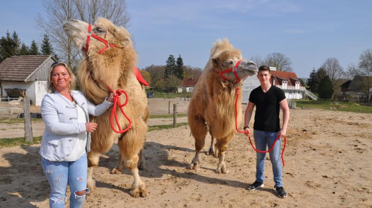 Mit den Tieren allein auf dem Kamelhof: Inhaberin Sandra Kohlhaus und Sohn und Auszubildender Maximilian halten zwei Kamele, auf denen sonst Urlauber gern reiten. 