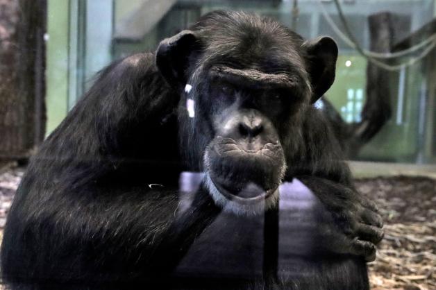 Schimpanse Kalle lockt sonst die Zuschauer näher an die Scheibe, um ihre Schuhe anzusehen. Das fehlt ihm jetzt. Schimpanse Kalle lockt sonst die Zuschauer näher an die Scheibe, um ihre Schuhe anzusehen. Das fehlt ihm jetzt.