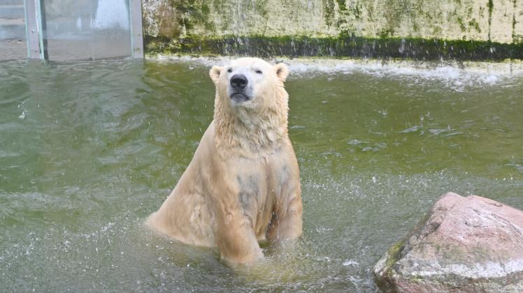 Neumünster: Eisbär Vitus, Deutschland größter Eisbär und Vater vom Berlins Eisbären Knut, schwimmt in seinem Becken.