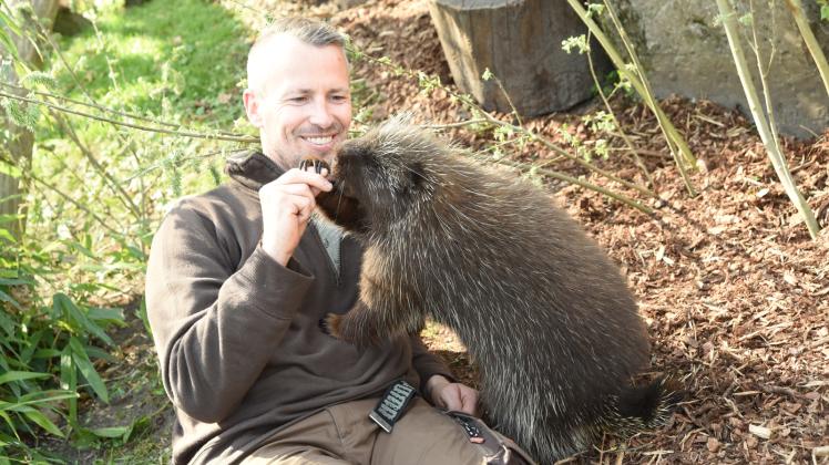 Auch Tiere brauchen ihre Streicheleinheiten: Pfleger Sebastian Rehse kümmert sich im Schweriner Zoo liebevoll um Baumstachler Hubert.  