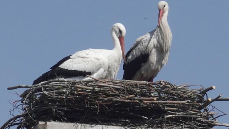 Dieses Rühstädter Storchenpaar ist sichtlich zufrieden mit seinem Nest und den Nachbarn 