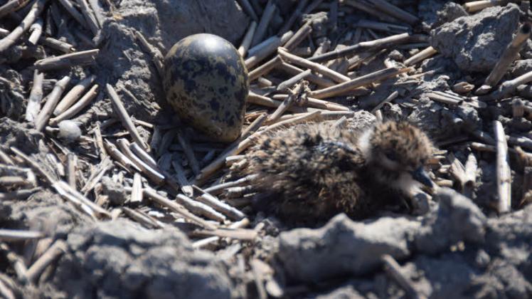 Dieses Kiebitz-Küken bleibt lieber noch im Nest liegen, während seine geschlüpften Geschwister es bereits verlassen haben.