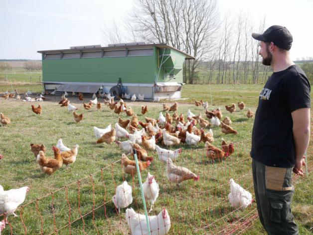Die Hühner der Rassen Domäne Gold und Silber genießen das gute Wetter, genauso wie Landwirt Johannes Knechtel. 