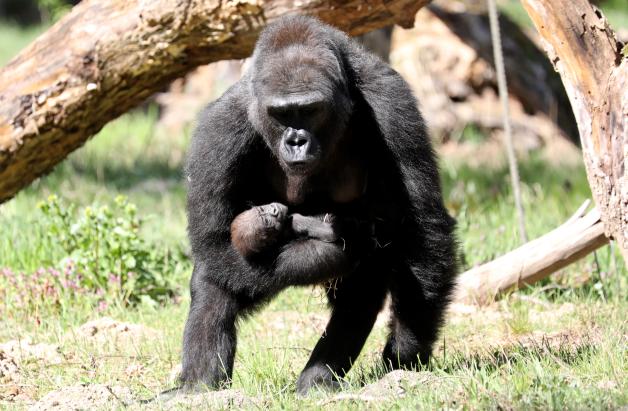 Gorilla-Nachwuchs im Darwineum
