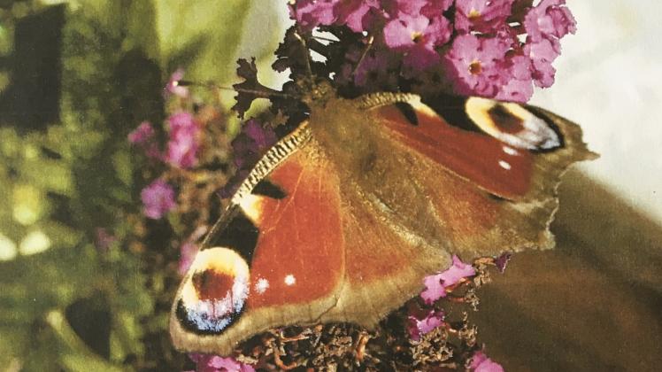 Ein Tagpfauenauge: Auch dieser prachtvolle Schmetterling ist vom Aussterben bedroht.  Fotos: Brüning / Hennes 