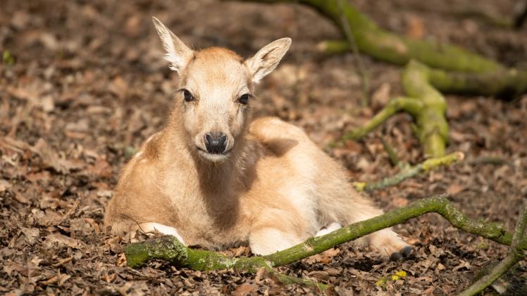 Gut einen Monat alt ist der Milu-Hirsch, der im Schweriner Zoo geboren wurde. Für Jungtiere typisch ist das gefleckte Fell. 