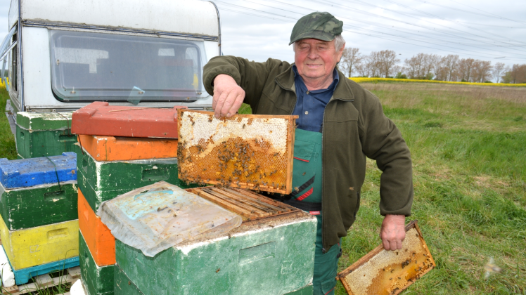 Am Rande eines Rapsfeldes hinter dem Kuhlenweg in Güstrow hat Imker Egbert Zielke zurzeit einen Teil seiner Bienenvölker platziert. Im Mai produziert er ausschließlich Rapshonig. Ein Bienenvolk bringt 20 bis 25 Kilogramm Honig. Am Rande eines Rapsfeldes hinter dem Kuhlenweg in Güstrow hat Imker Egbert Zielke zurzeit einen Teil seiner Bienenvölker platziert. Im Mai produziert er ausschließlich Rapshonig. Ein Bienenvolk bringt 20 bis 25 Kilogramm Honig.