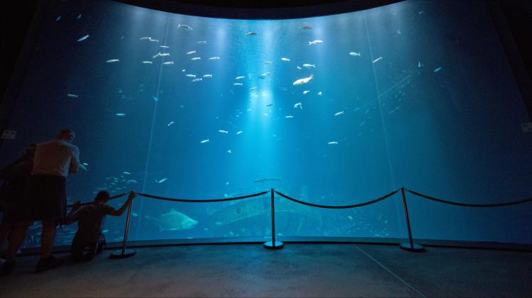 Das Aquarium "Offener Atlantik" ist das Herzstück des Aquarienbereichs und zugleich das mit 2,6 Mio. Litern Inhalt größte Aquarium des Ozeaneums.