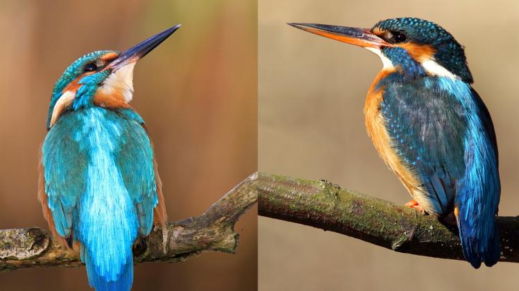 Auch durch die Schnabelfarbe zu unterscheiden: links ein Männchen, rechts ein Weibchen.