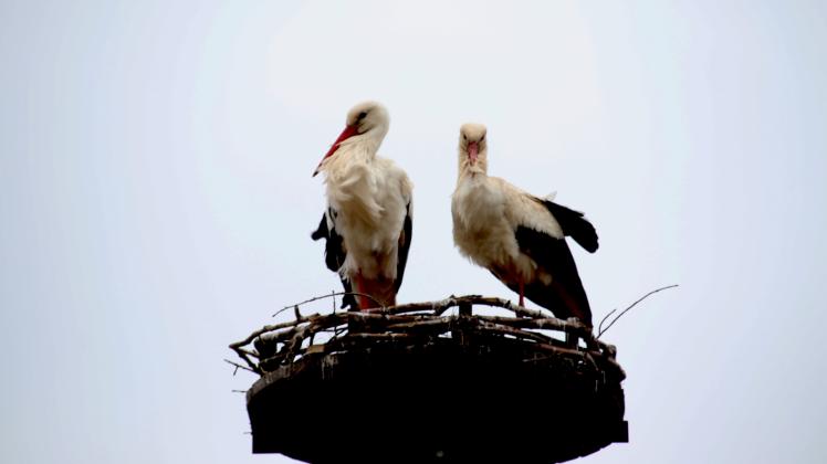 Fleißig am Nestbauen sind sie schon: Seit dem 23. April zieht das Storchenpaar auf der im vergangenen Jahr neu erbauten Nisthilfe auf dem Bauernhof der Familie Sauer ein. 
